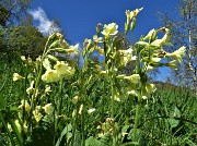 22 Nel prato bei fiori gialli di Primula maggiore (Primula elatior)